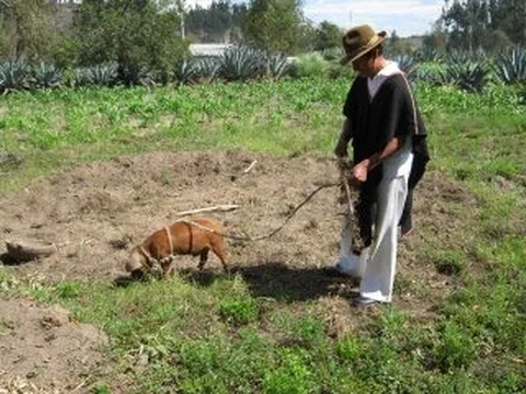 SQ farmer w pig