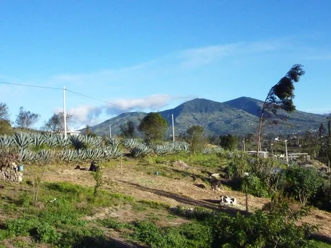 scenery w cabuya eucalyptus