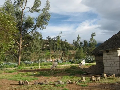 vacas y cerco de piedras Huasalata