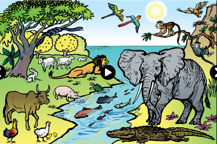 Animals