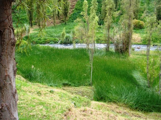 green by river.JPG